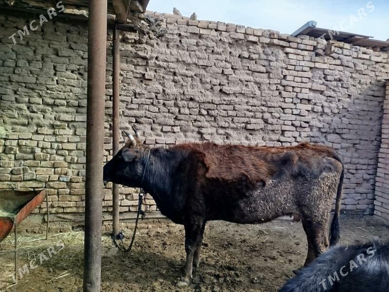 Sygyr - Теджен - img 1