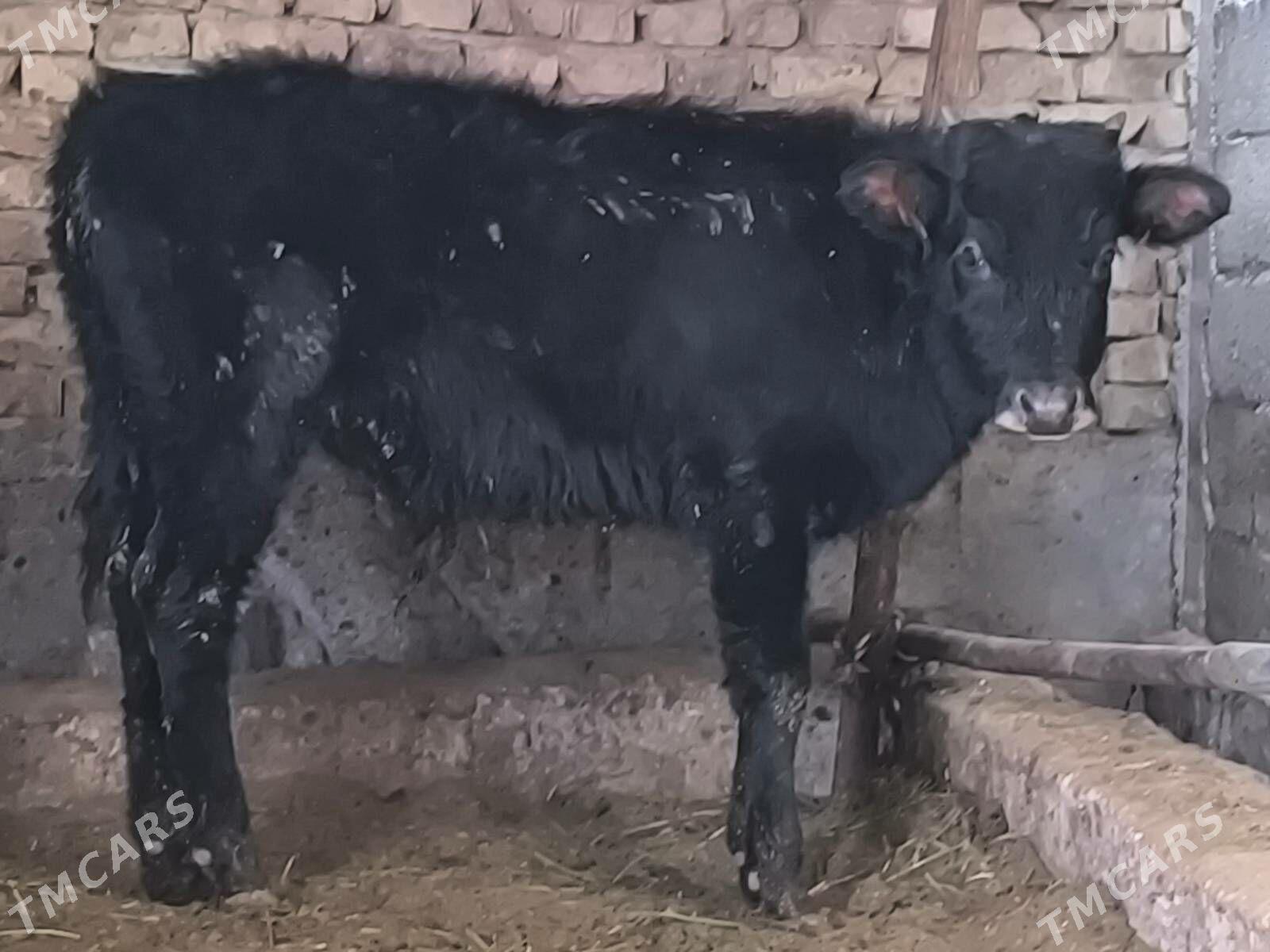 okuz - Çoganly - img 1