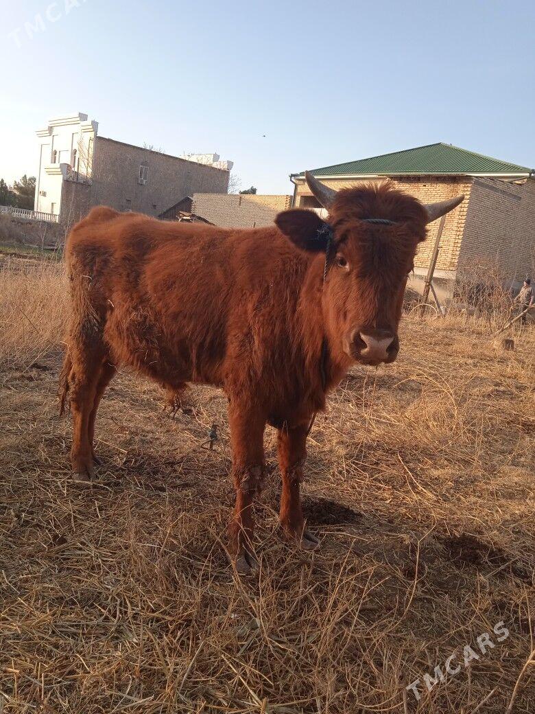 ökuz - Türkmenabat - img 1