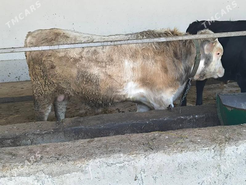 бакылан окузлер - Ак-Бугдайский этрап - img 1