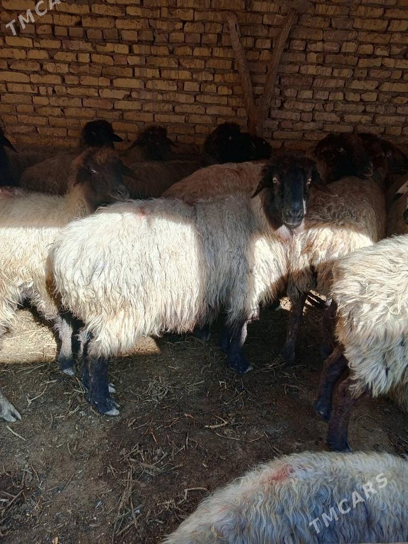 Saryja ene goyunlar - Чарджоу - img 1