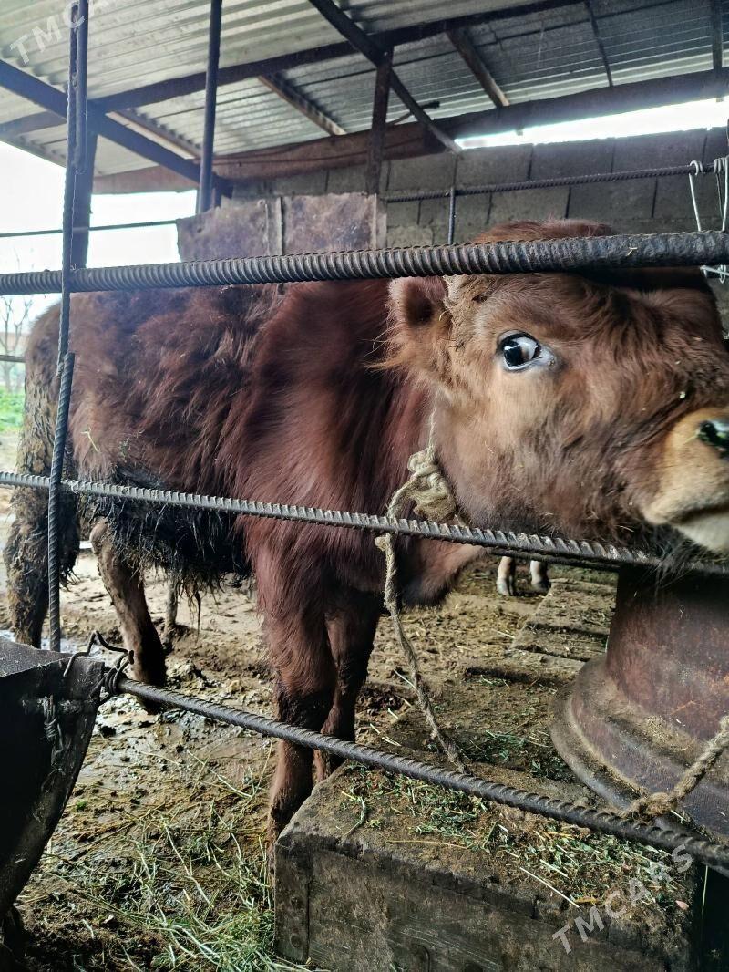 okuzce - Bäherden - img 1