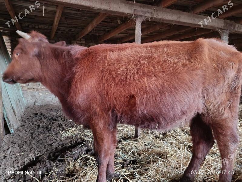 sygyrlar - Халач - img 1