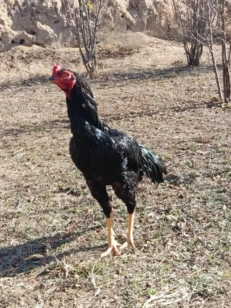 horaz - Sakarçäge - img 1