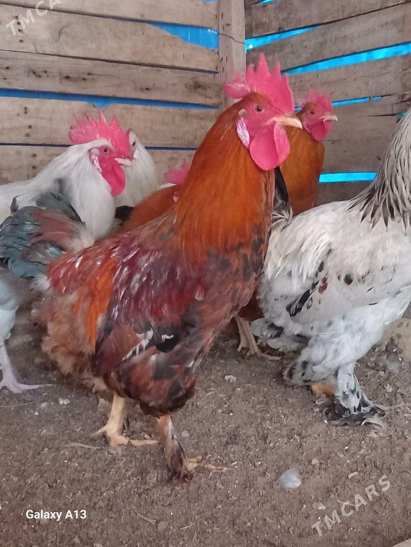 balgar horoz - Чоганлы - img 1