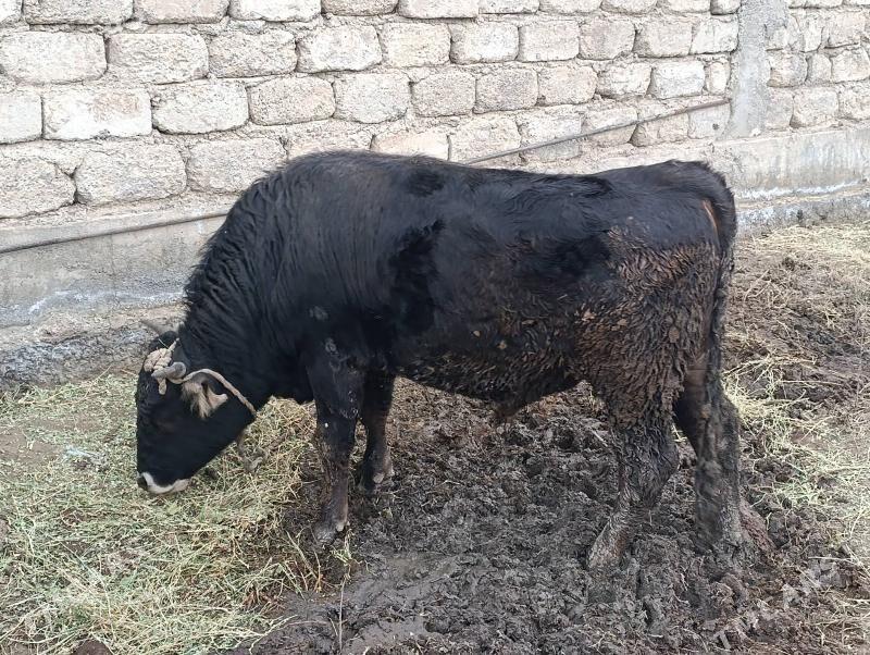 Göle - Garadamak - img 1