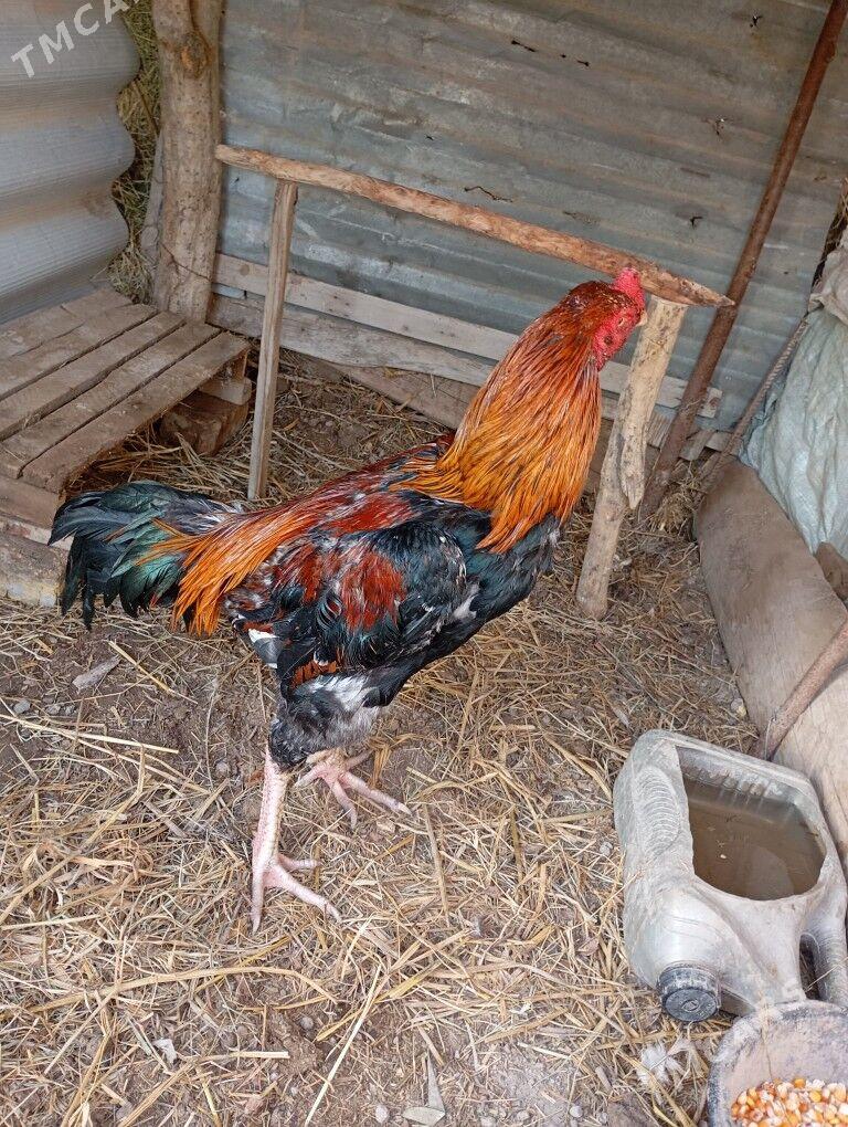 horaz - Sakar - img 1