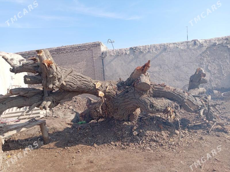 Balhytut - Чарджоу - img 1