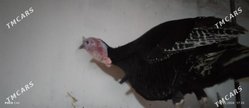 horaz induk - Шабатский этрап - img 1