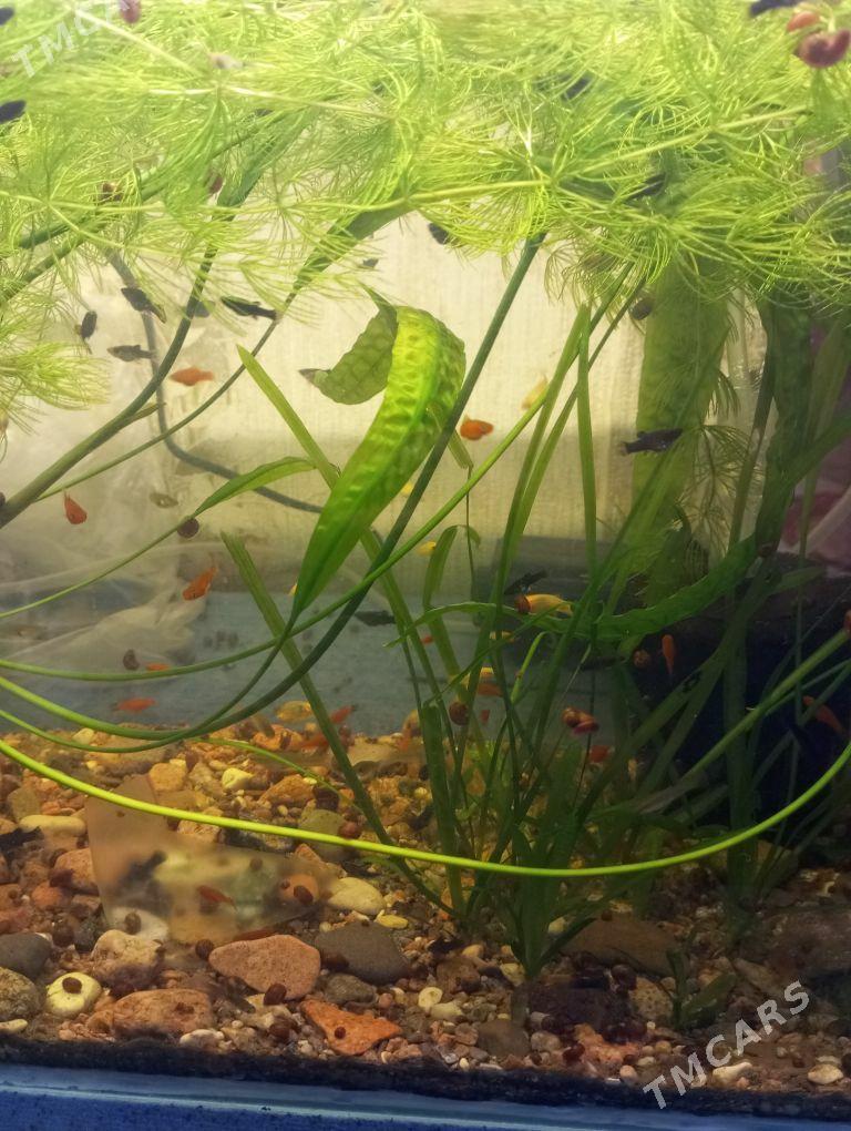 Рыбки - Aşgabat - img 1