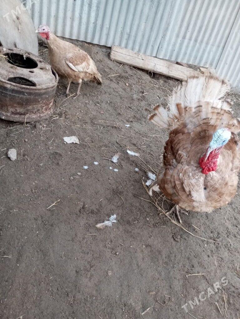 авган индук - Туркменабат - img 1