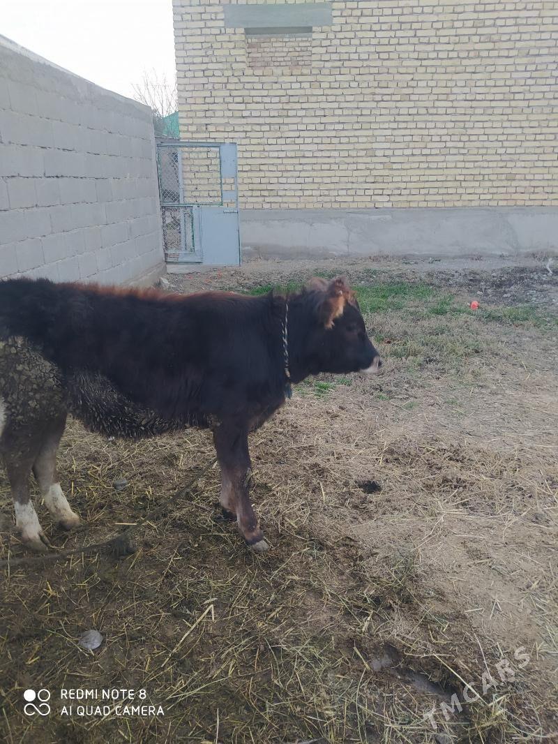 göle tuwr - Гёкдепе - img 1