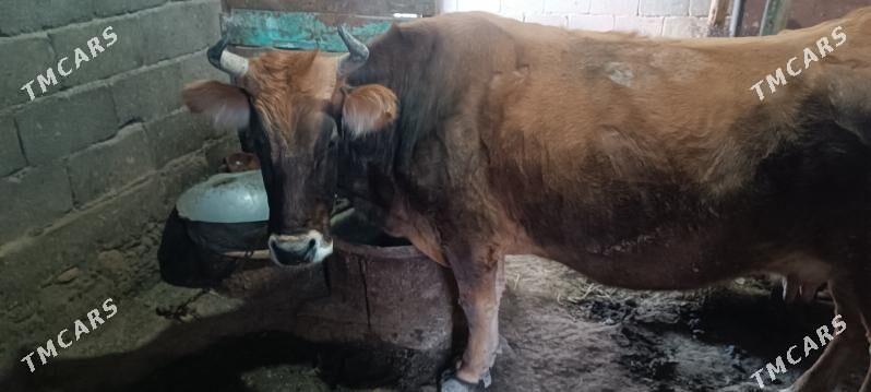 Sygyr - Gyzylarbat - img 1