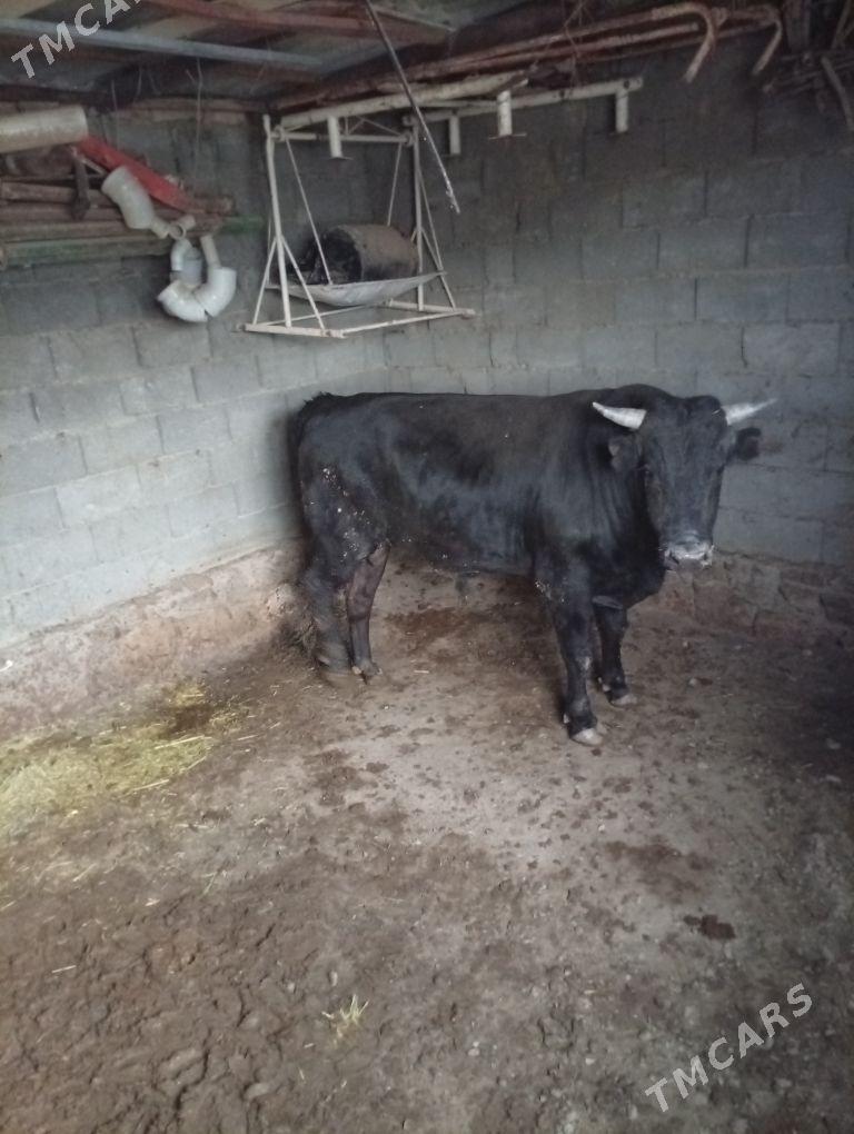 Sygyr we Öküz - Берекет - img 1