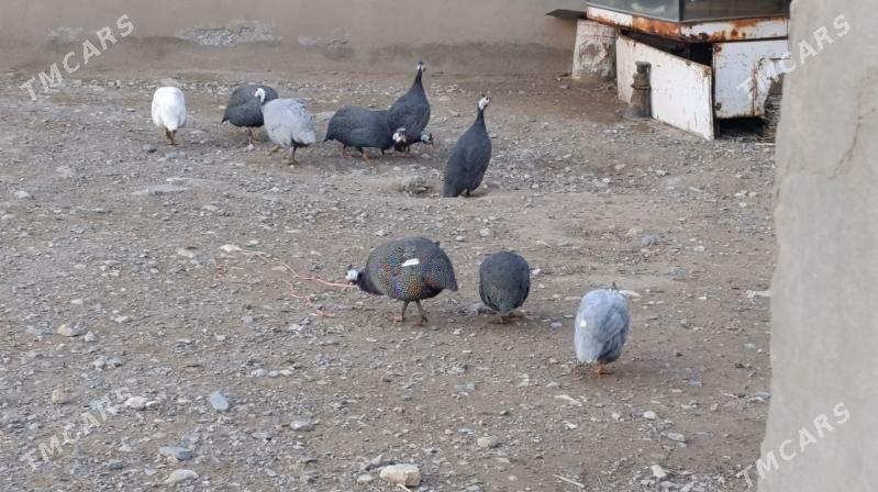 Sisarka Guşlar - Gyzylarbat - img 1