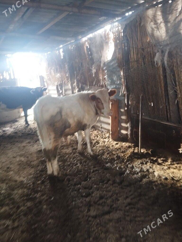 öküz - Bäherden - img 1