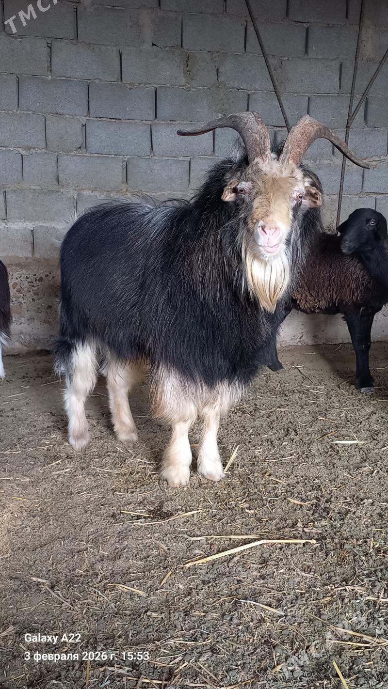 Teke - Gyzylarbat - img 1