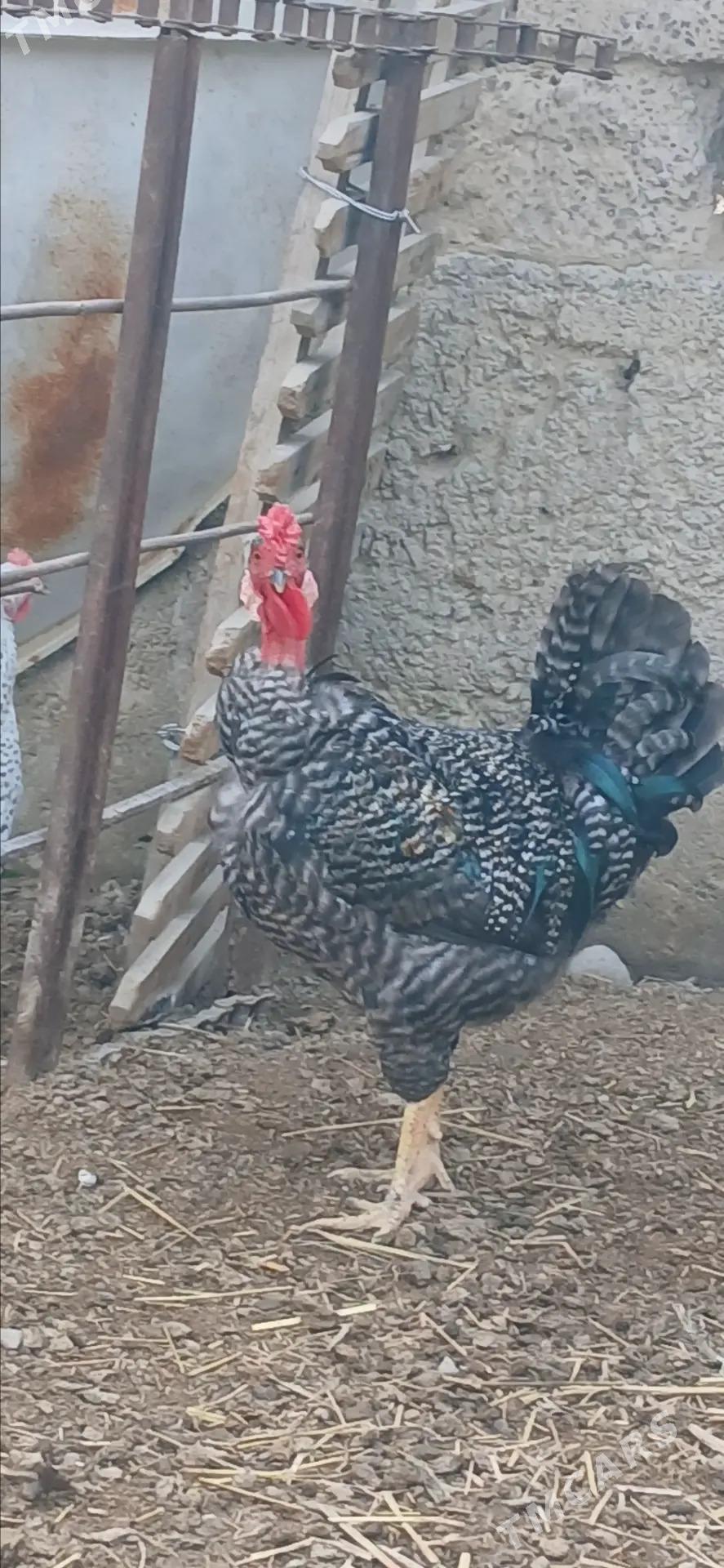 DAZZAR KELDAZAR KEL - Анев - img 1