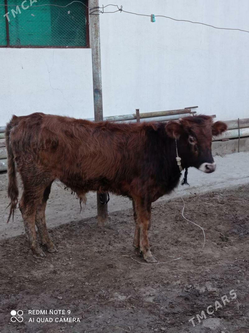 Dalgyr tohum öküz - Ашхабад - img 1