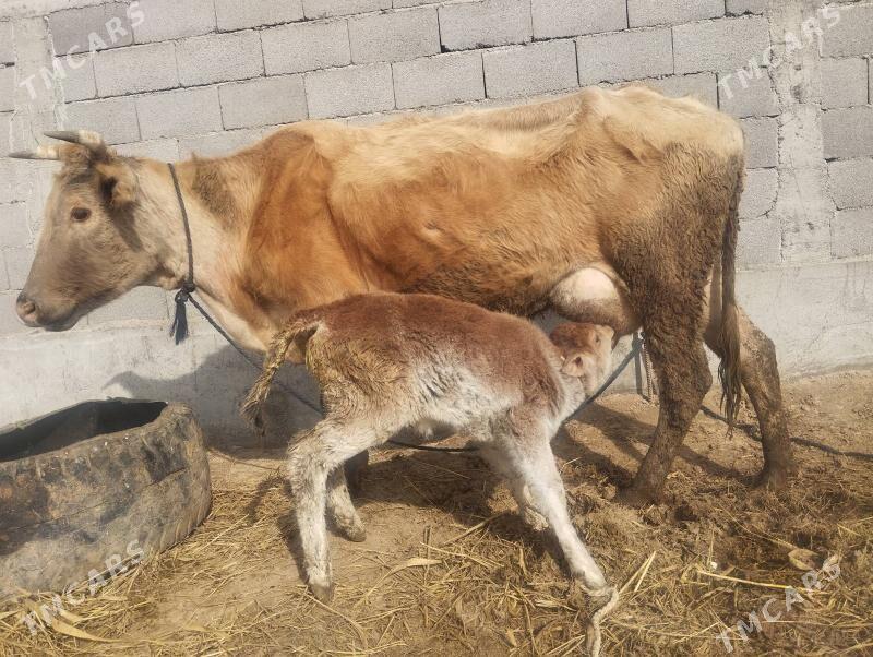 goleli sigir - Gökdepe - img 1