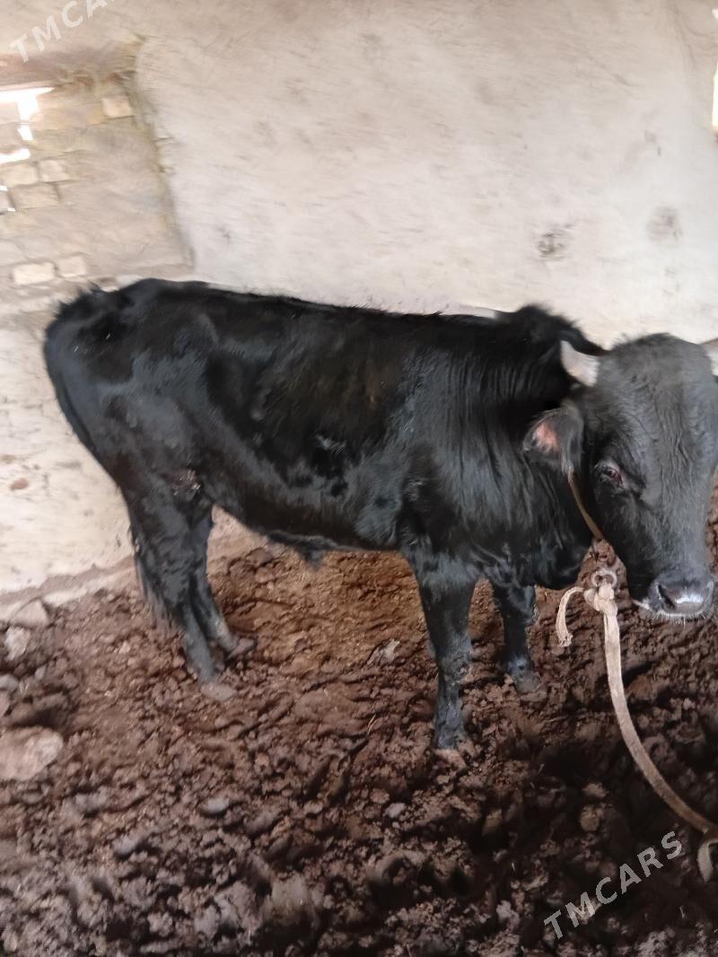 õküz - Байрамали - img 1