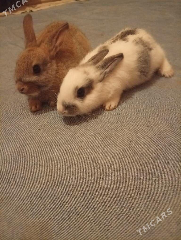 Towsan - Чарджоу - img 1