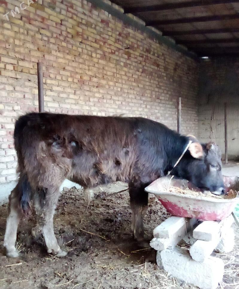 Öküz Tohum Şiwet 11 aýlyk - Гёкдепе - img 1