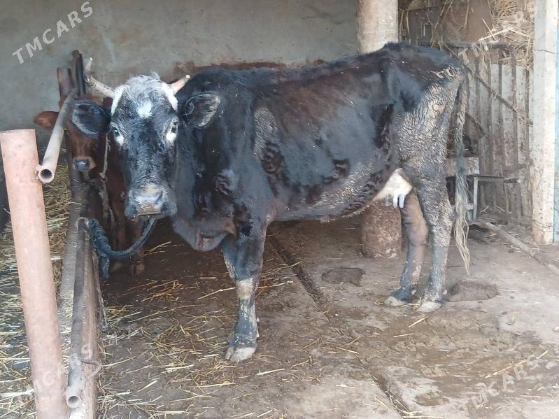 Göleli Sygyr - Бабадайхан - img 1