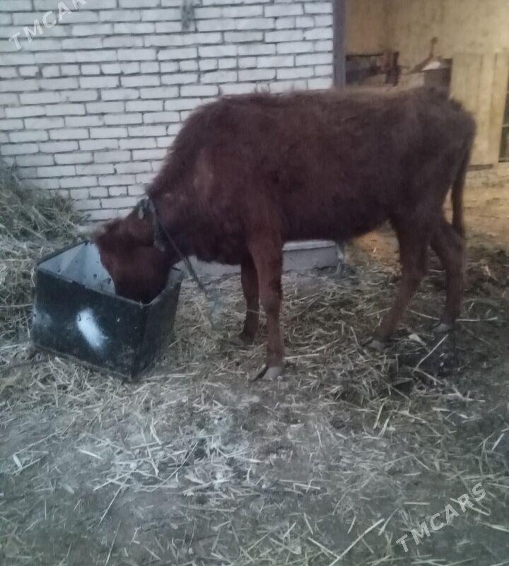 bogaz sygyr - Baýramaly - img 1