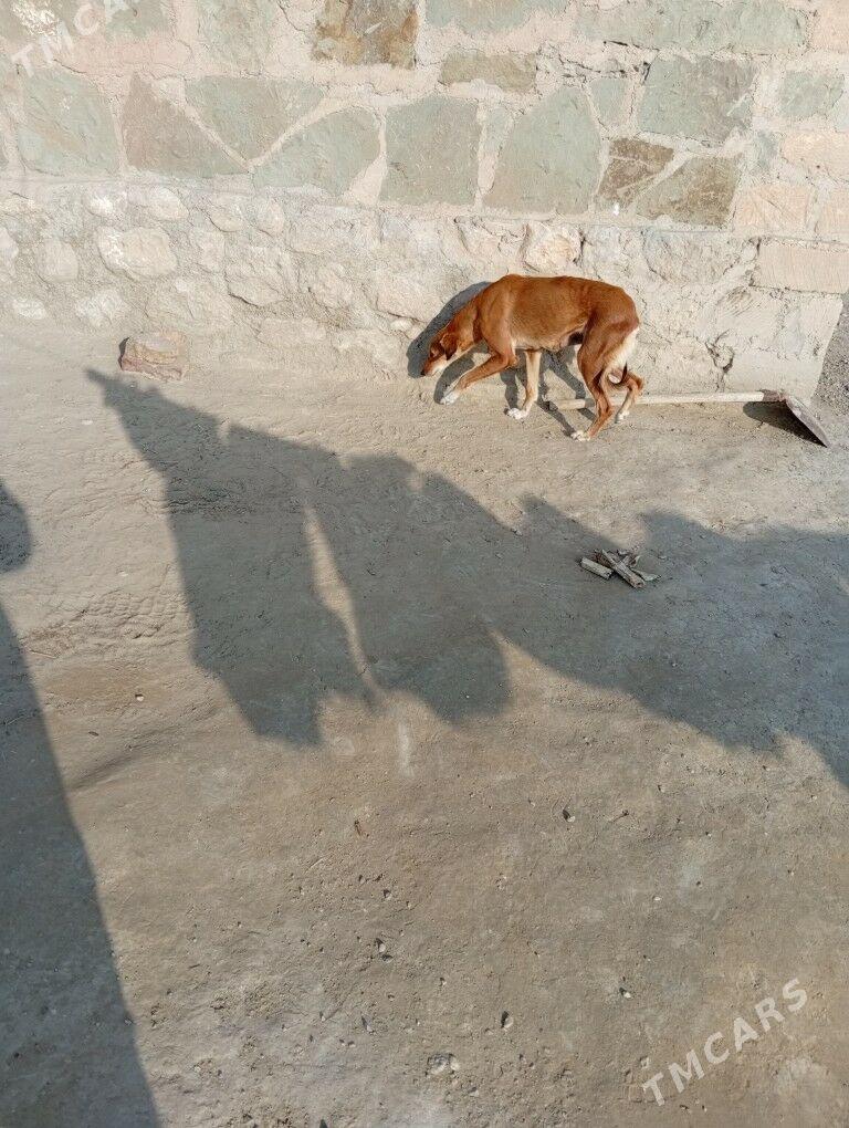 Tazy - Balkanabat - img 1