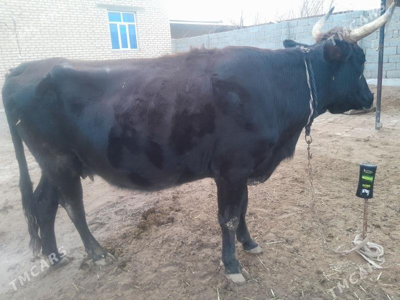 syygyr gòleli - Babadaýhan - img 1