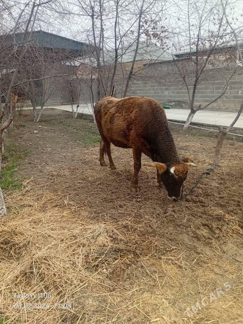 sygyr - Bäherden - img 1