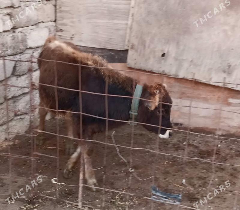 şwes öküz - Büzmeýin - img 1