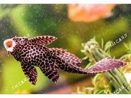 Парчовый сом - Aşgabat - img 1