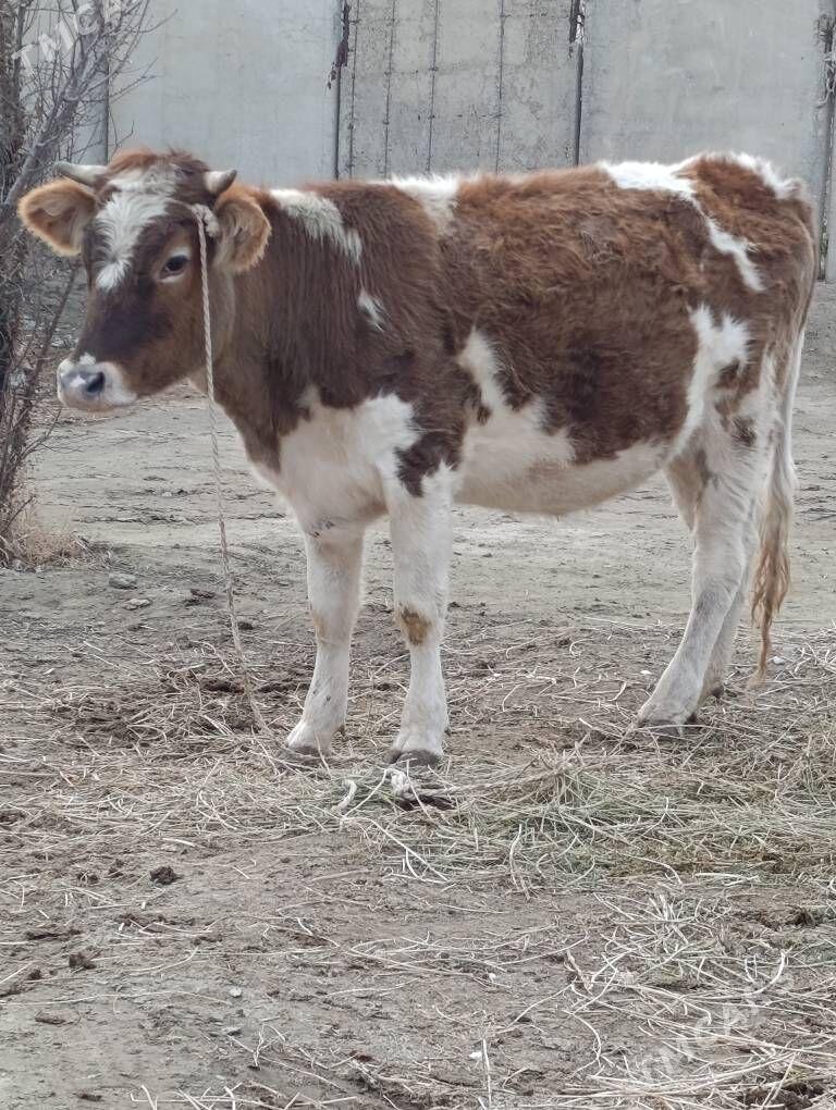 tatary Simental tuwe - Гёкдепе - img 1