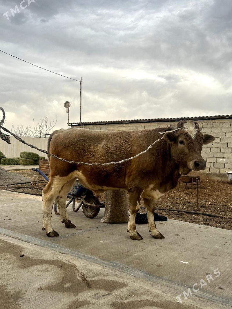GÖKALA SIMENTAL ÖKÜZ - Гёкдепе - img 1