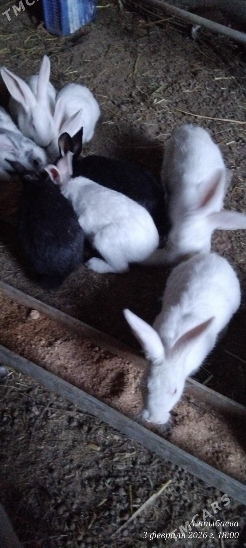 товшан - Чарджоу - img 1