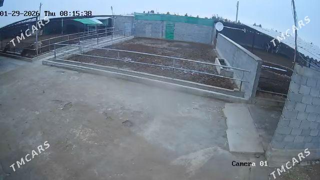 mal yatak - Ak bugdaý etraby - img 1