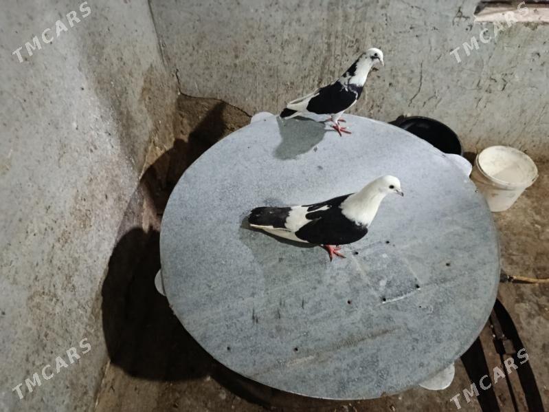 kepderi. - Gyzylarbat - img 1