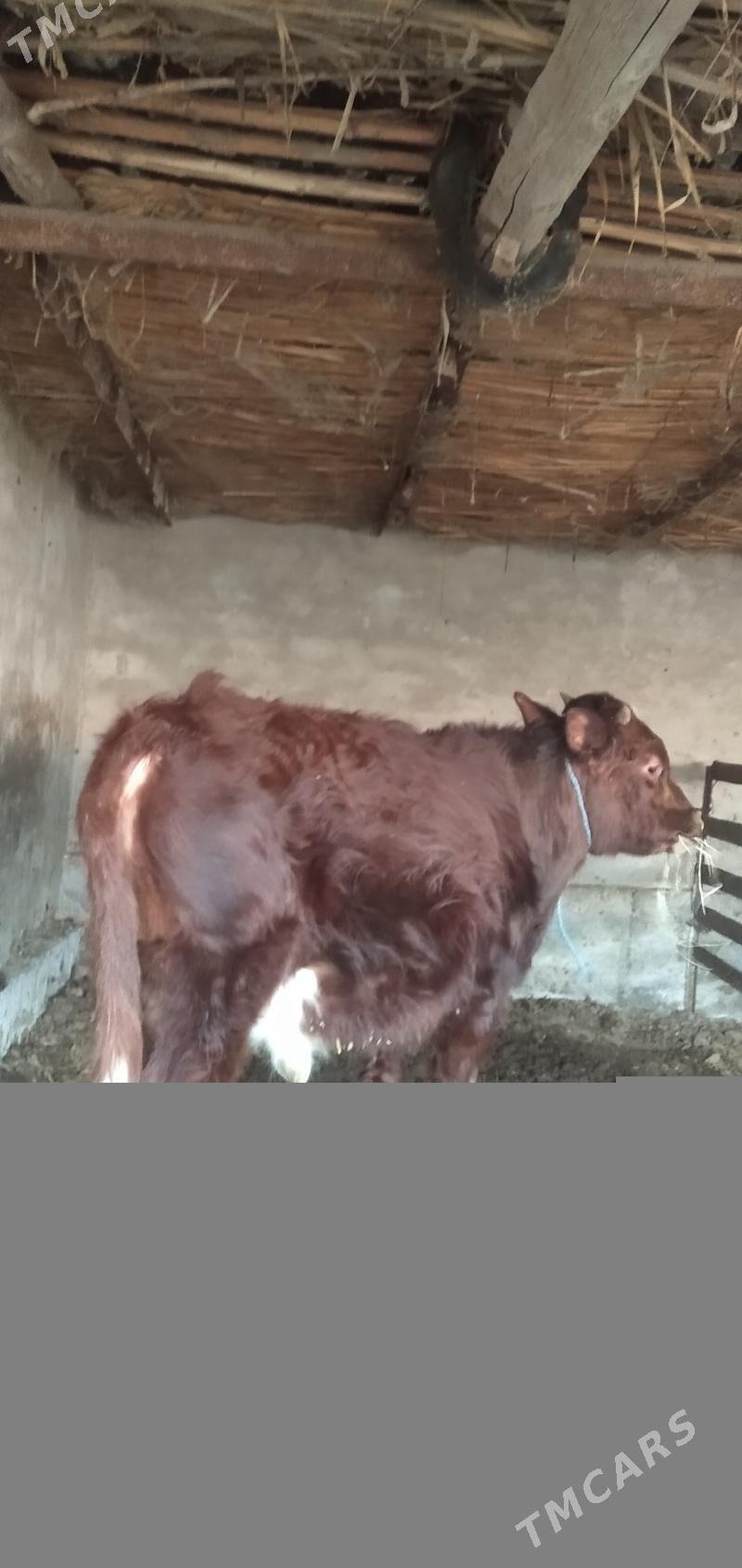 öküz - Çärjew - img 1