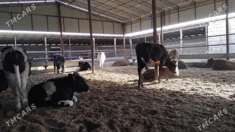 ÖKÜZLER - Мургап - img 1