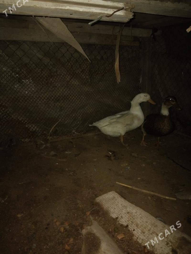 yasylbas - Мургап - img 1