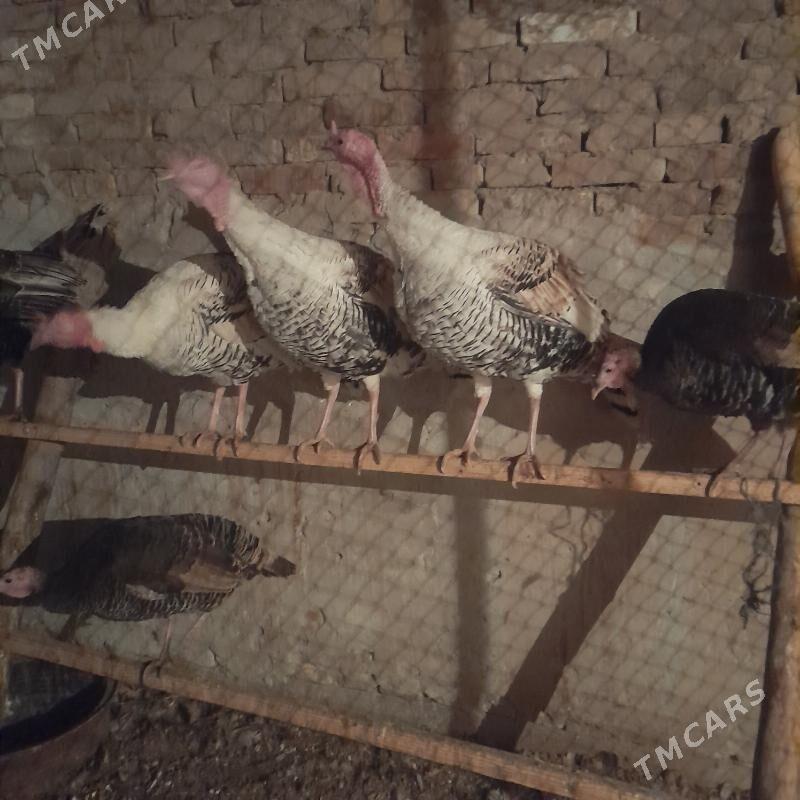 indyuklar kg - Чарджоу - img 1