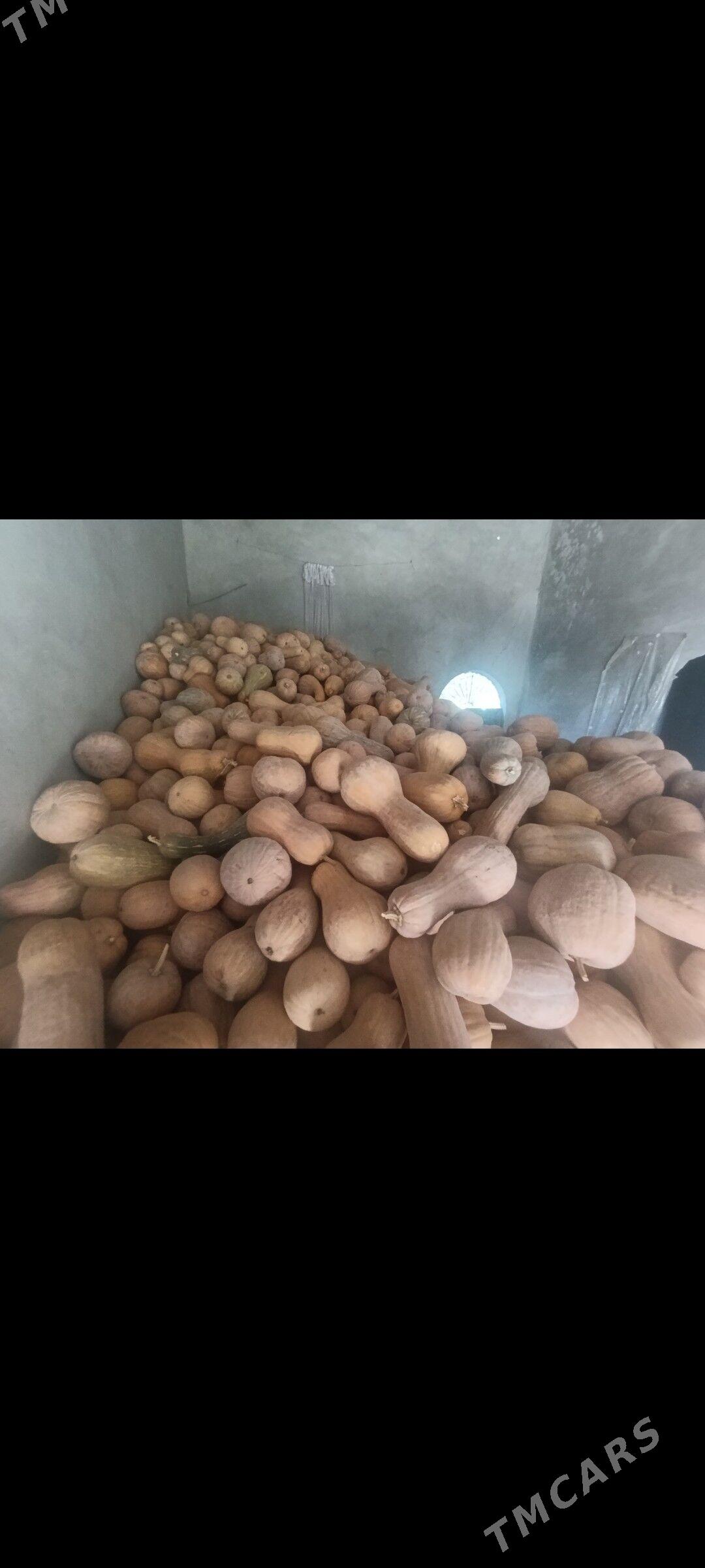 Kadi - Туркменабат - img 1