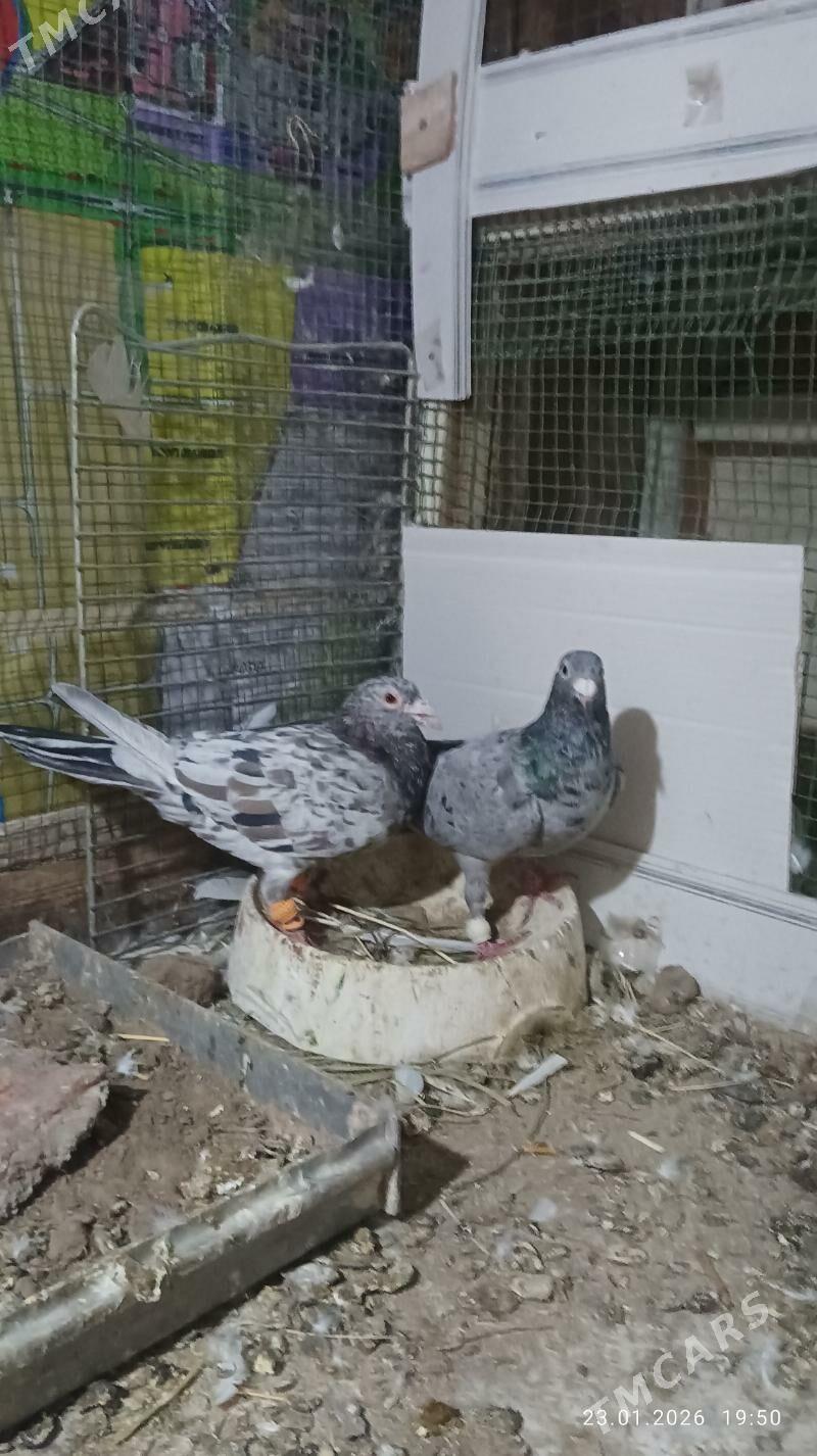 Kepderi Кепдери Голуби - Bekrewe - img 1