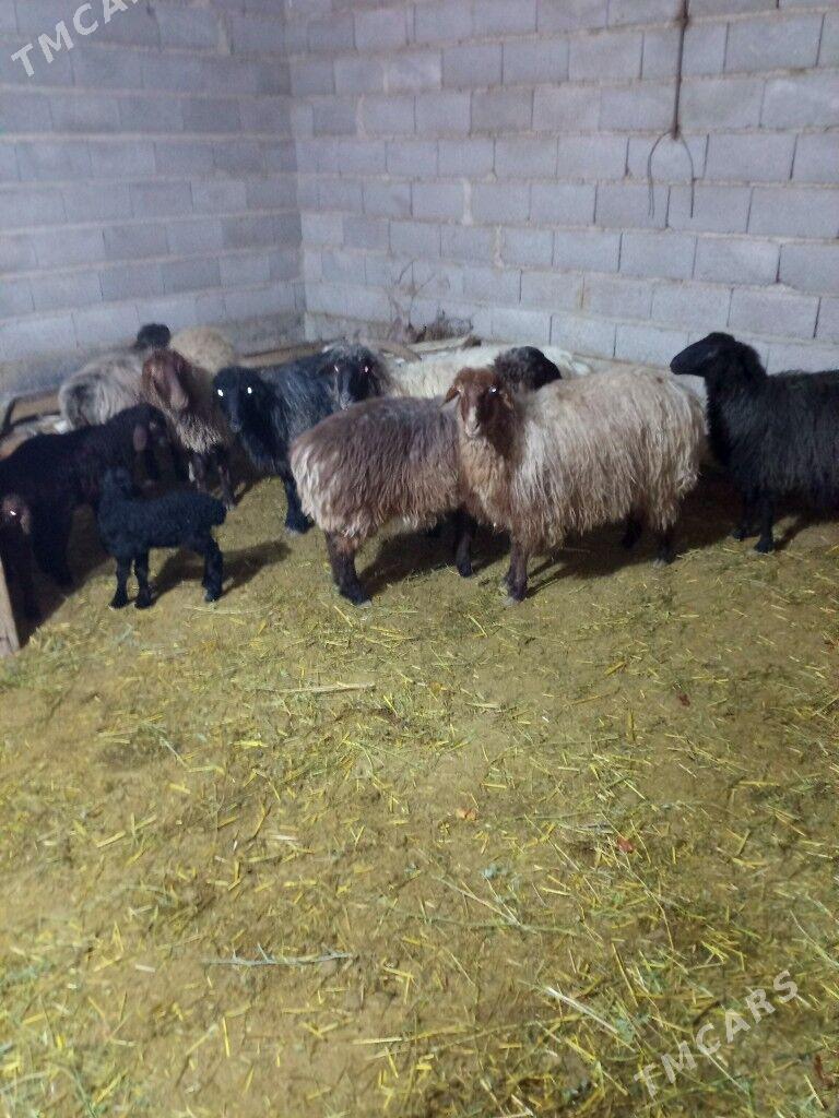 SATLYK GOYUN - Бахарден - img 1