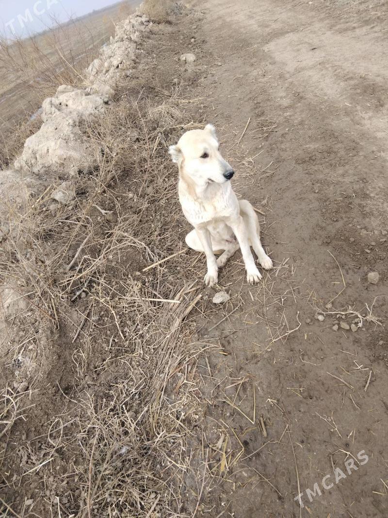 gujikler - Фарап - img 1