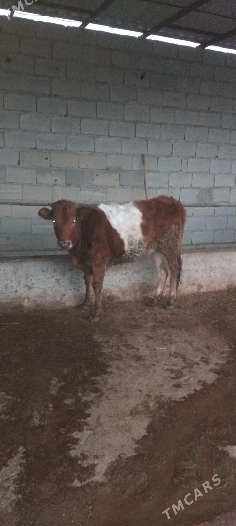 tuwe - Bäherden - img 1