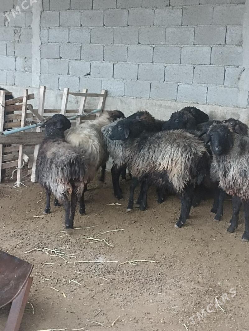 goyun - Gyzylarbat - img 1