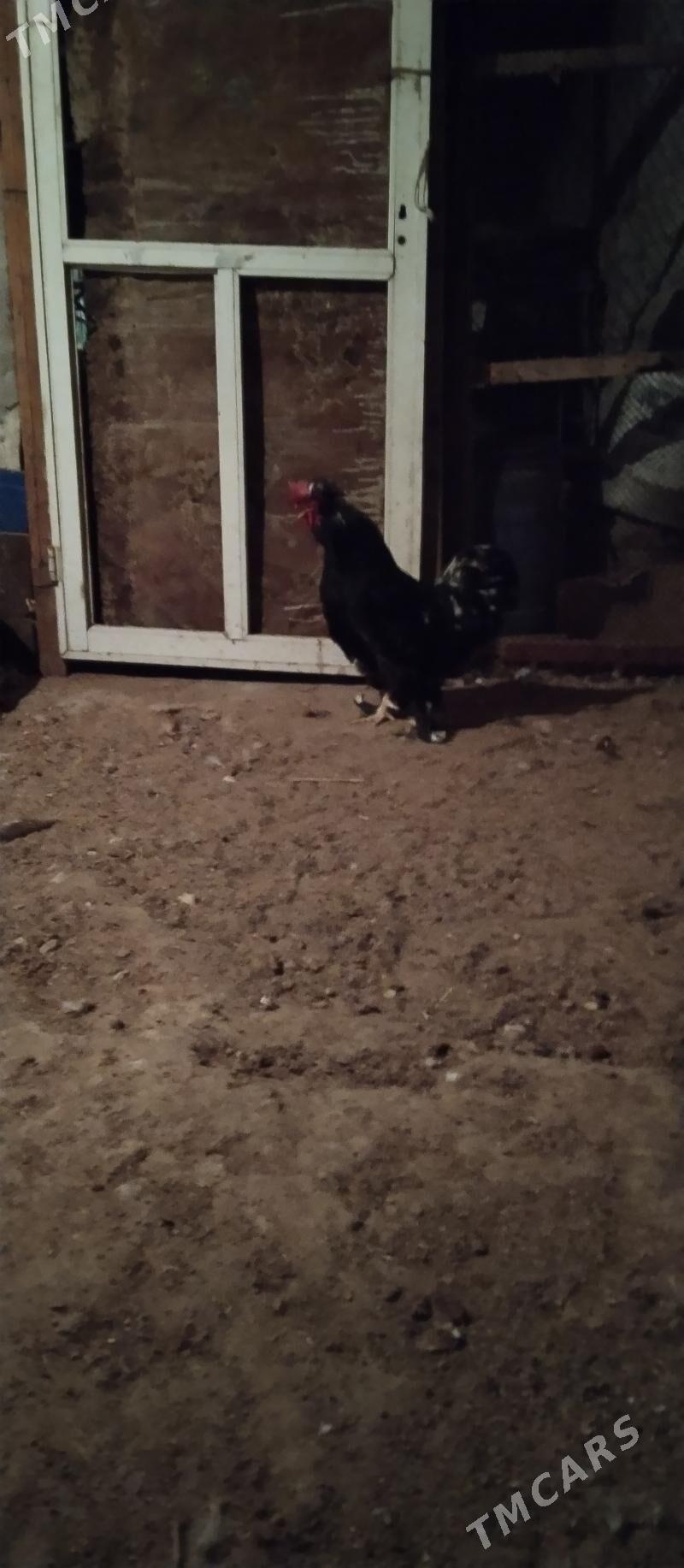 horaz - Балканабат - img 1